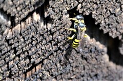 Crabroninae