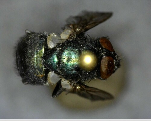 iNaturalist observation photo of Flies