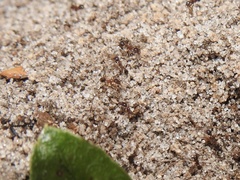 Pheidole obscurithorax