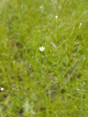 Symphyotrichum subulatum