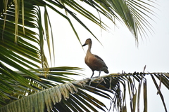 Dendrocygna javanica