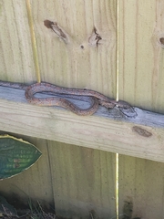 Pantherophis guttatus