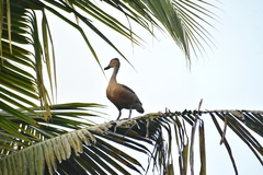 Dendrocygna javanica