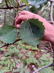Populus tremula
