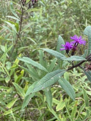 Vernonia missurica