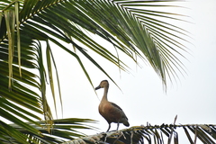 Dendrocygna javanica