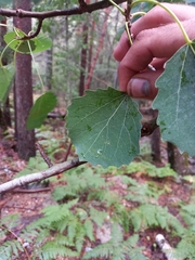 Populus tremula