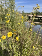Helianthus nuttallii
