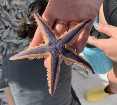 Astropecten articulatus