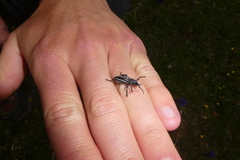 Dorcadion fuliginator