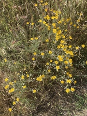 Eriophyllum lanatum