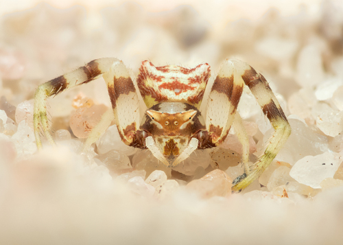 Thomisus madagascariensis