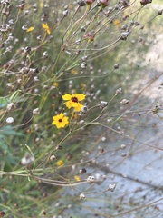 Coreopsis