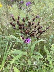 Vernonia missurica