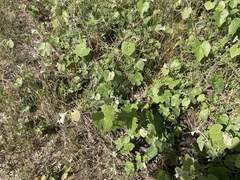 Vitis californica