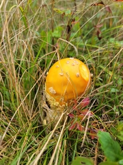 Amanita muscaria guessowii