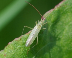 Trigonotylus caelestialium