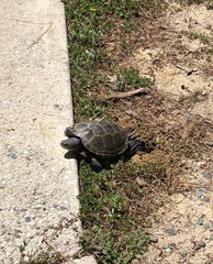 Malaclemys terrapin terrapin