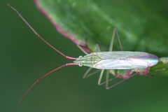 Trigonotylus caelestialium