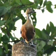 Dendrocygna javanica