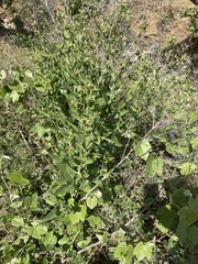 Vitis californica