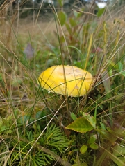 Amanita muscaria guessowii