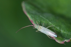 Trigonotylus caelestialium