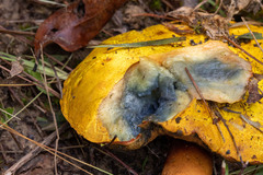 Buchwaldoboletus lignicola