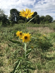 Helianthus maximiliani