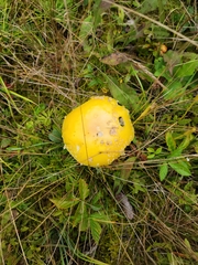 Amanita muscaria guessowii