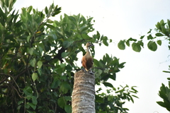 Dendrocygna javanica