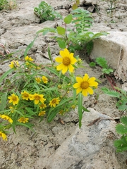 Bidens cernua