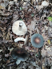 Russula parazurea