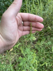 Ambrosia artemisiifolia