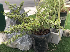 Portulacaria
