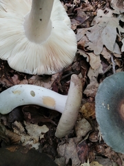 Russula parazurea