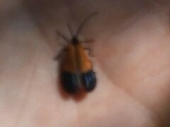 Calopteron terminale