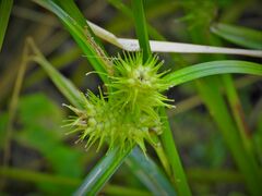 Carex lupulina