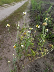 Anthemis ruthenica