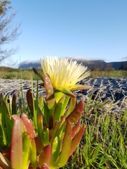 Carpobrotus edulis edulis