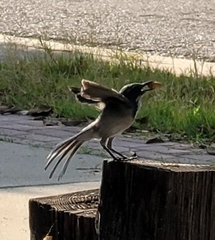 Aphelocoma californica