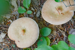 Cantharellula umbonata