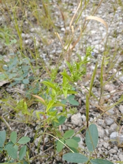 Trichostema brachiatum