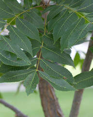 Phylloxera notabilis