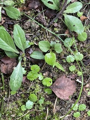 Hydrocotyle sibthorpioides