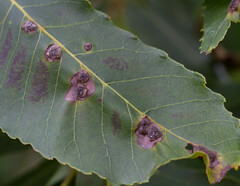 Phylloxera notabilis