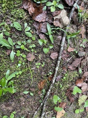 Hydrocotyle sibthorpioides