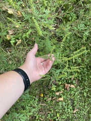 Ambrosia artemisiifolia