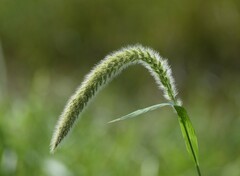 Setaria magna