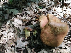 Hortiboletus engelii